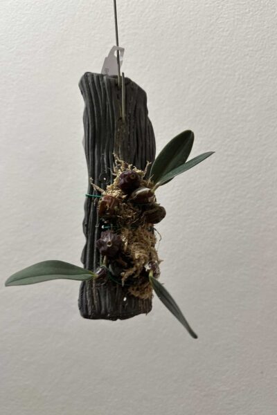 Bulbophyllum dayanum for sale