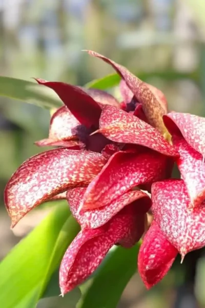 Bulbophyllum Pride of Papua(cruentum x phalaenopsis) siborchid.com