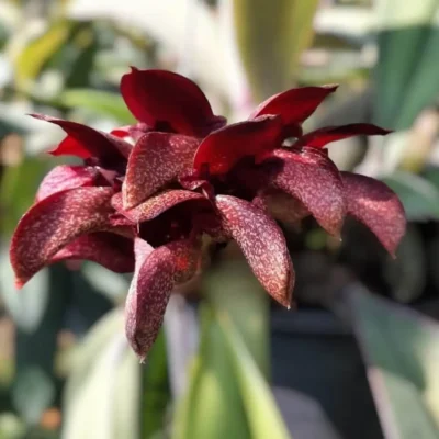 Bulbophyllum pride of papua