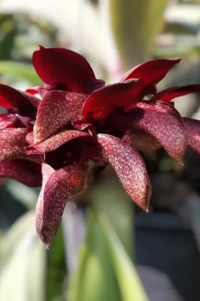 Bulbophyllum Pride of Papua(cruentum x phalaenopsis) for sale siborchid.com