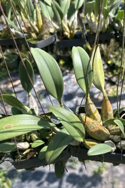 dendrobium lindleyi for sale