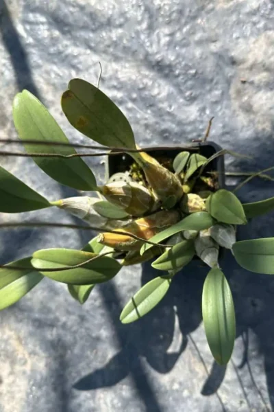 dendrobium lindleyi for sale