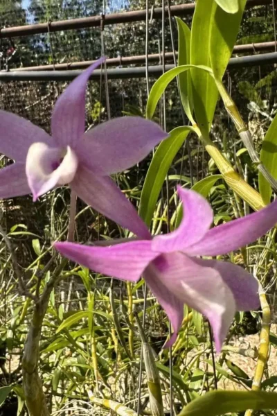Dendrobium hercoglossum