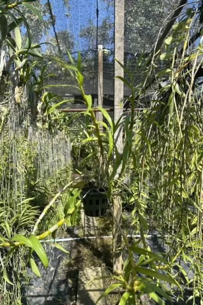 Dendrobium hercoglossum