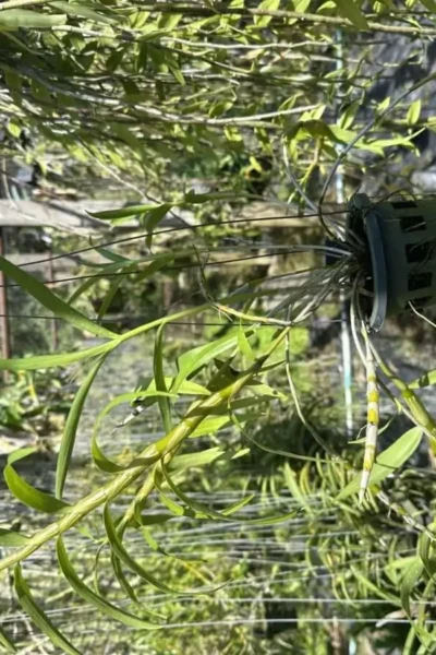 Dendrobium hercoglossum