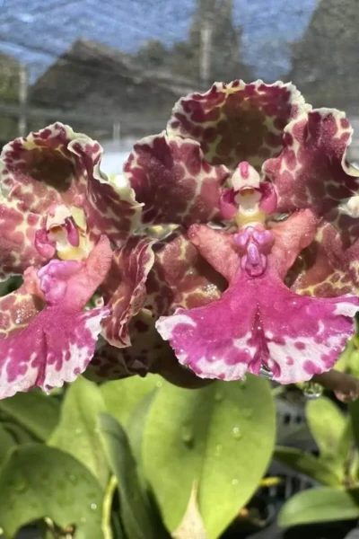 Trichocentrum Ollie Palmer Oncidium Trichocentrum hybrid