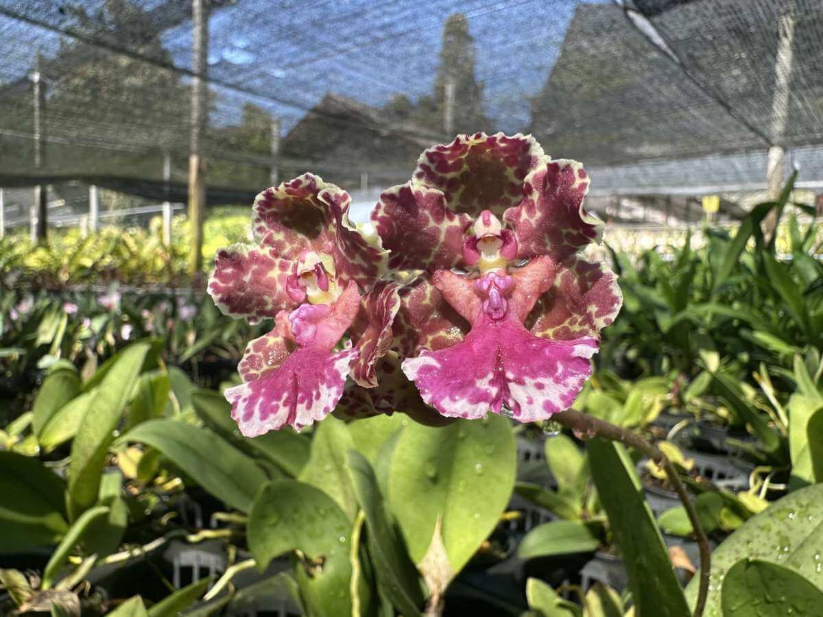 Trichocentrum Ollie Palmer Hybrid