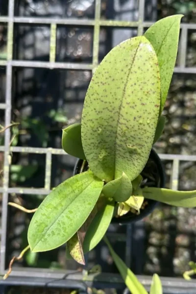 Trichocentrum Ollie Palmer Oncidium Trichocentrum hybrid