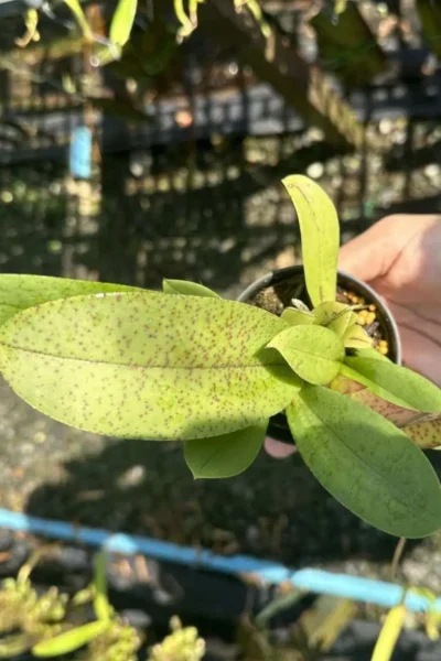 Trichocentrum Ollie Palmer Oncidium Trichocentrum hybrid