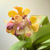 Vandopsis gigantea (Near Bloom Size) orchid plant for sale