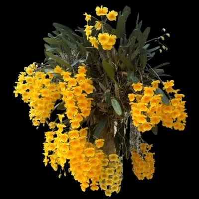 Dendrobium lindleyi (Blooming Size)