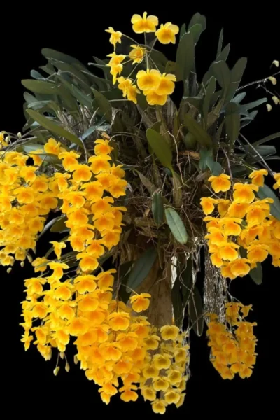 dendrobium lindleyi