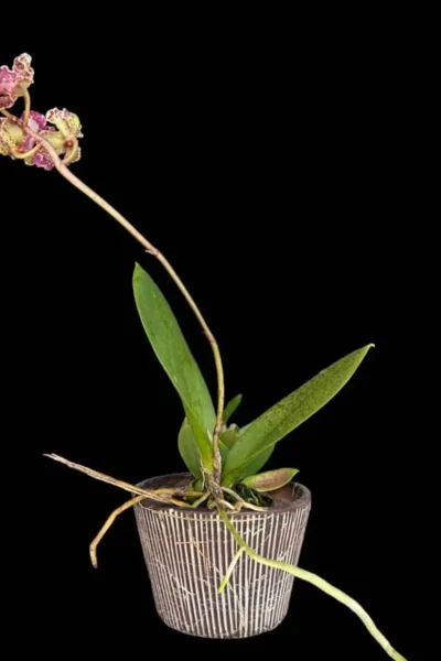 Trichocentrum Ollie Palmer Oncidium Trichocentrum hybrid