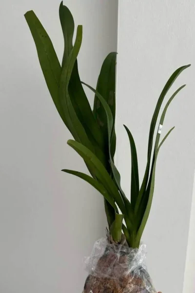 Dimorphorchis lowii for sale