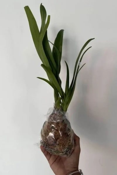 Dimorphorchis lowii for sale siborchid.com