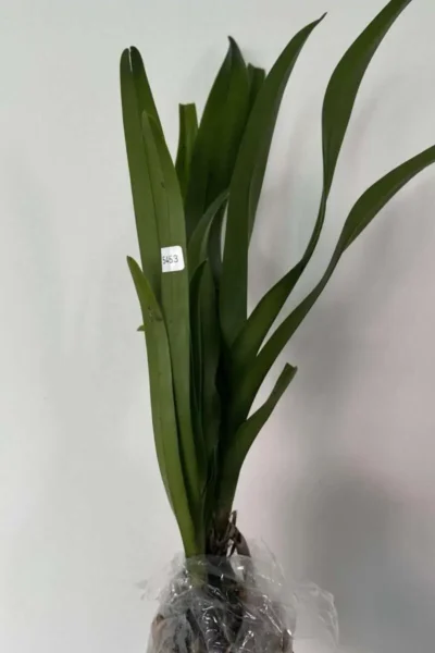 Dimorphorchis lowii for sale siborchid.com