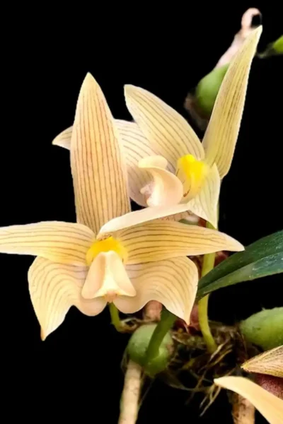 Thai orchid siborchid Bulbophyllum siamensis