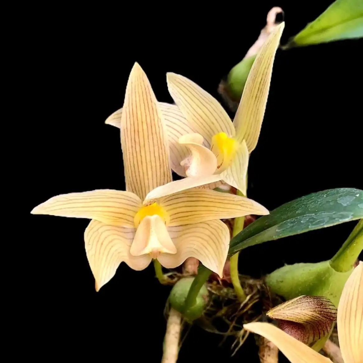 Bulbophyllum siamensis – Buy Online | Sib Orchid Thai orchid siborchid Bulbophyllum siamensis