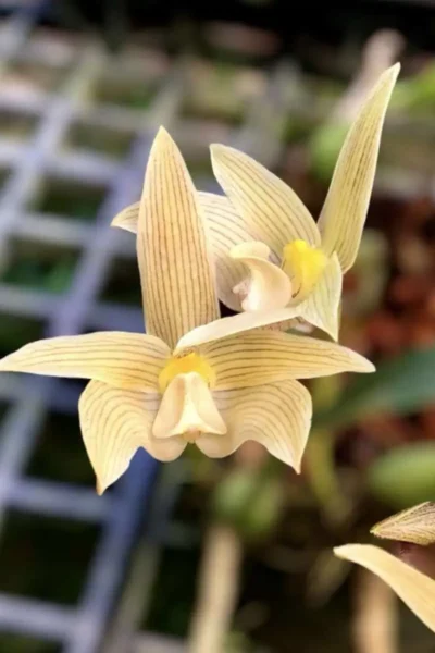Thai orchid siborchid Bulbophyllum siamensis