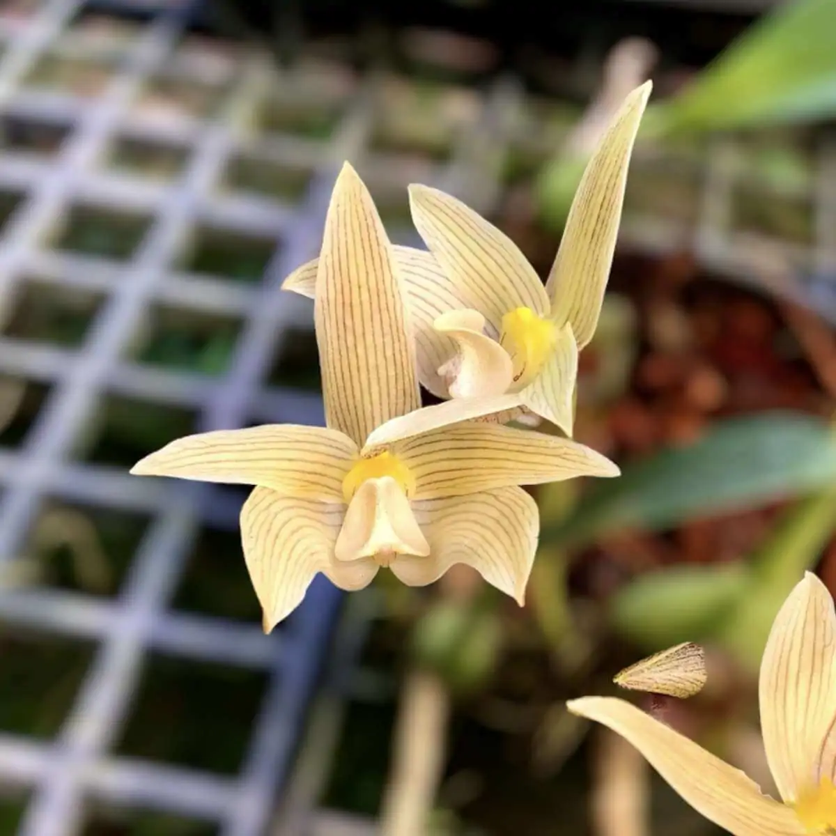 Bulbophyllum siamensis – Buy Online | Sib Orchid Thai orchid siborchid Bulbophyllum siamensis