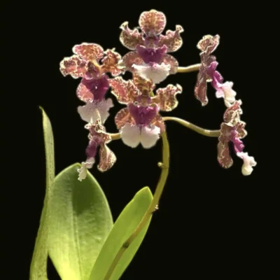 Trichocentrum Ollie Palmer Hybrid?