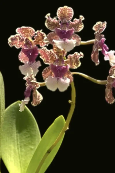Platycerium Coronarium Thin Thin – Rare Orchid Species For