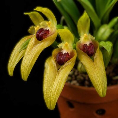 Bulbophyllum graveolens