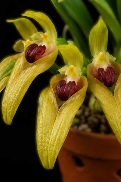 Bulbophyllum graveolens
