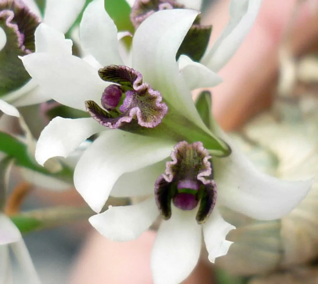 Image #1 from nancy anne rowe