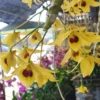 Dendrobium friedericksianum var. oculatum Seidenf. & Smitinand – Buy Online | Sib Orchid Dendrobium friedericksianum var. oculatum Seidenf. & Smitinand