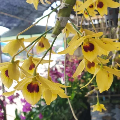 Dendrobium friedericksianum var. oculatum Seidenf. & Smitinand