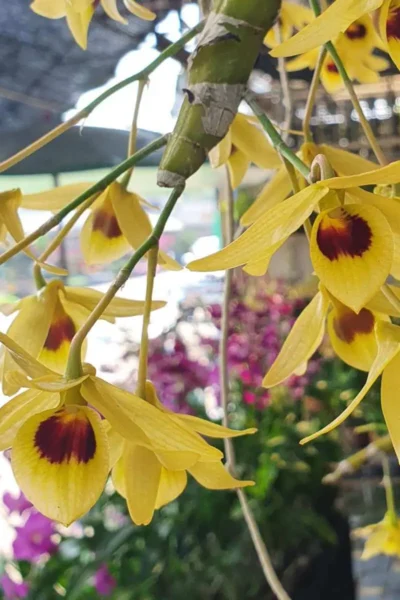 Dendrobium friedericksianum var. oculatum Seidenf. & Smitinand