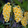 Dendrobium densiflorum (Full Size) – Buy Online | Sib Orchid Dendrobium densiflorum