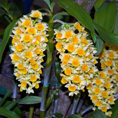 Dendrobium densiflorum (Full Size)