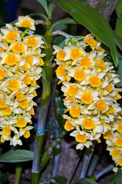 Dendrobium densiflorum