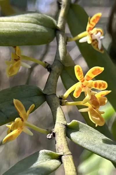 Trichoglottis orchidea