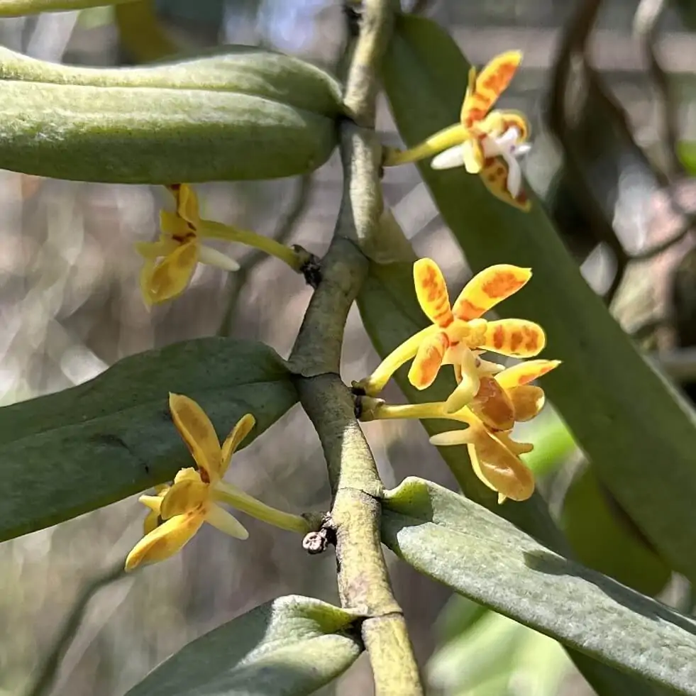 Trichoglottis orchidea – Buy Online | Sib Orchid Trichoglottis orchidea