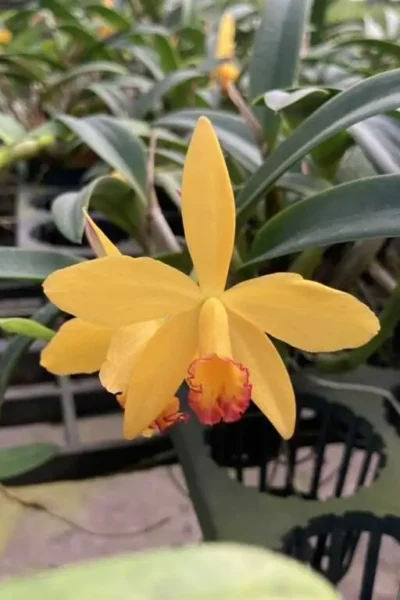 cattleya-yellow-doll/