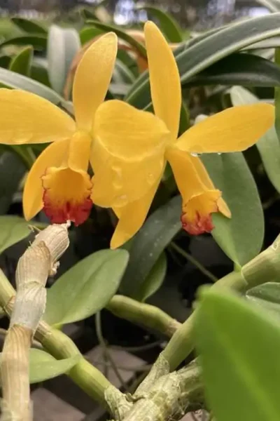 cattleya-yellow-doll/