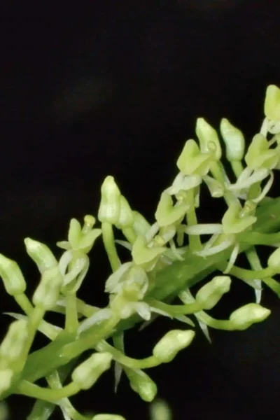 Liparis Viridiflora