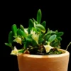 Dendrobium quadrangulare – Buy Online | Sib Orchid dendrobium quadrangulare