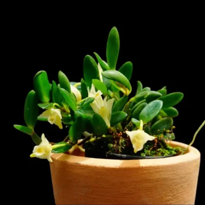 Dendrobium quadrangulare