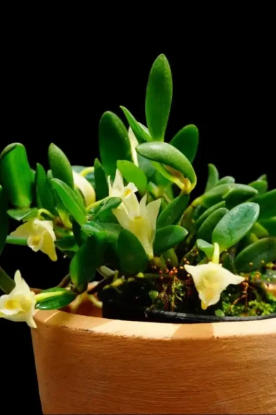 dendrobium quadrangulare