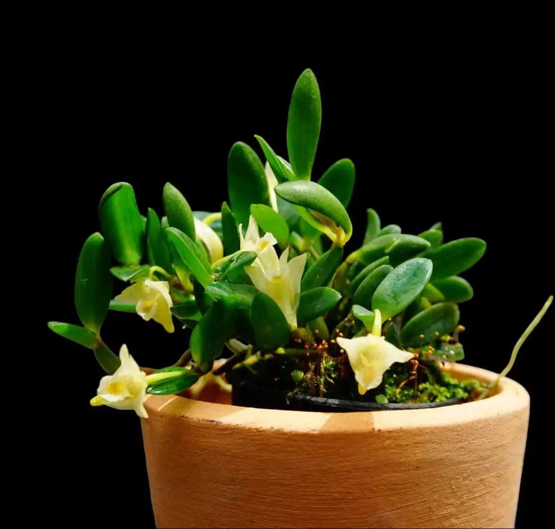 Dendrobium quadrangulare – Buy Online | Sib Orchid dendrobium quadrangulare