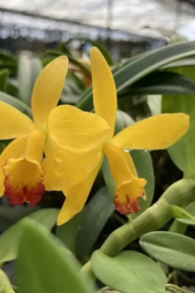 cattleya-yellow-doll/