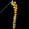 Dendrochilum formosanum – Buy Online | Sib Orchid Dendrochilum formosanum orchid plant for sale