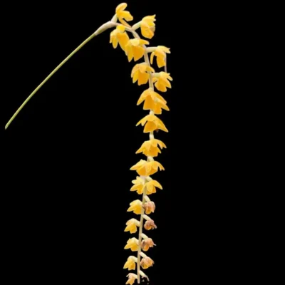 Dendrochilum formosanum