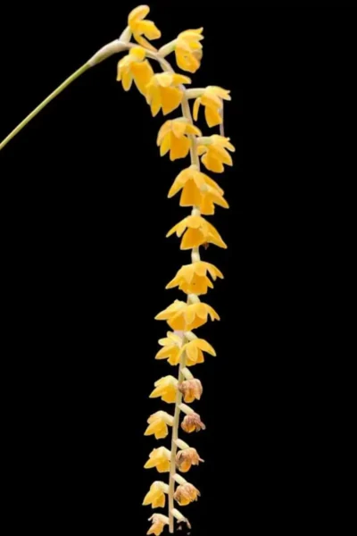 Dendrochilum formosanum