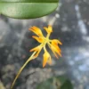 Bulbophyllum ovatum "Normal Size" orchid plant for sale