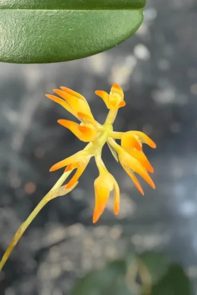 Bulbophyllum ovatum "Normal Size"